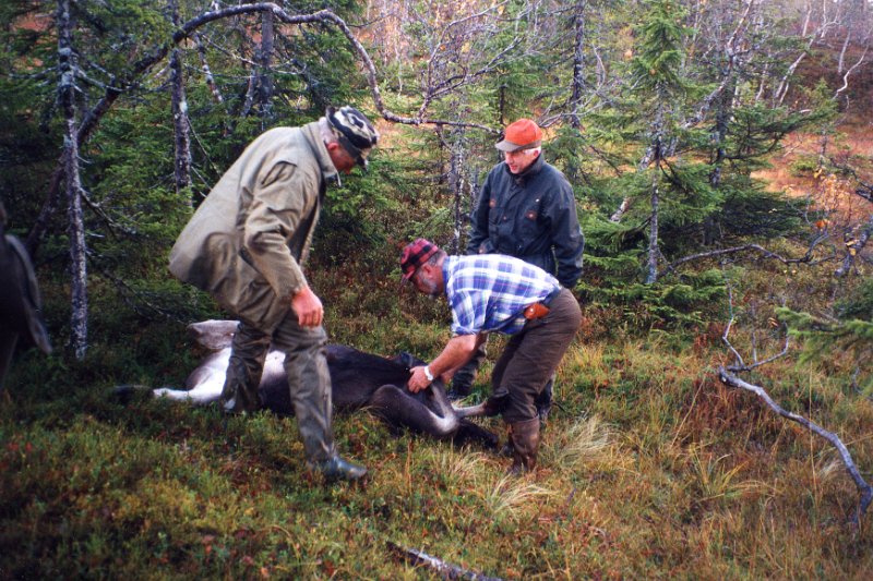 1998_29 Kalv v Elghytta_2.jpg - Jostein Hammer felte en kalv fra post ved Elghytta den 11. oktober 1998
